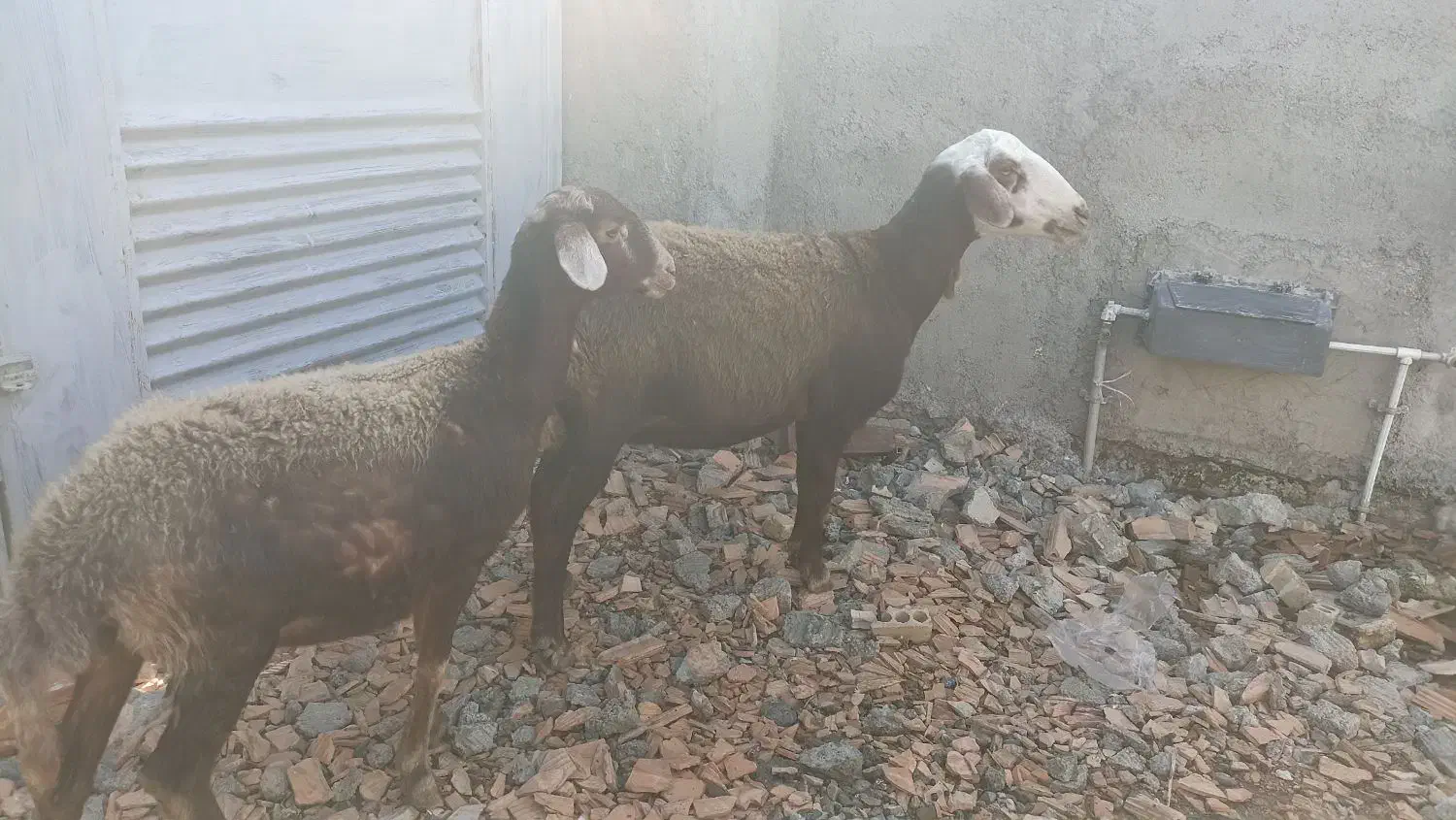 گوسفند کله سفید شیشک|حیوانات مزرعه|سیمین شهر, |دیوار