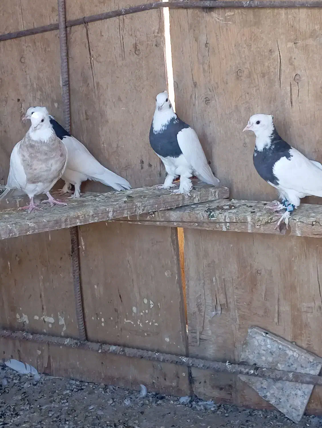 طوقی|پرنده|زهک, |دیوار