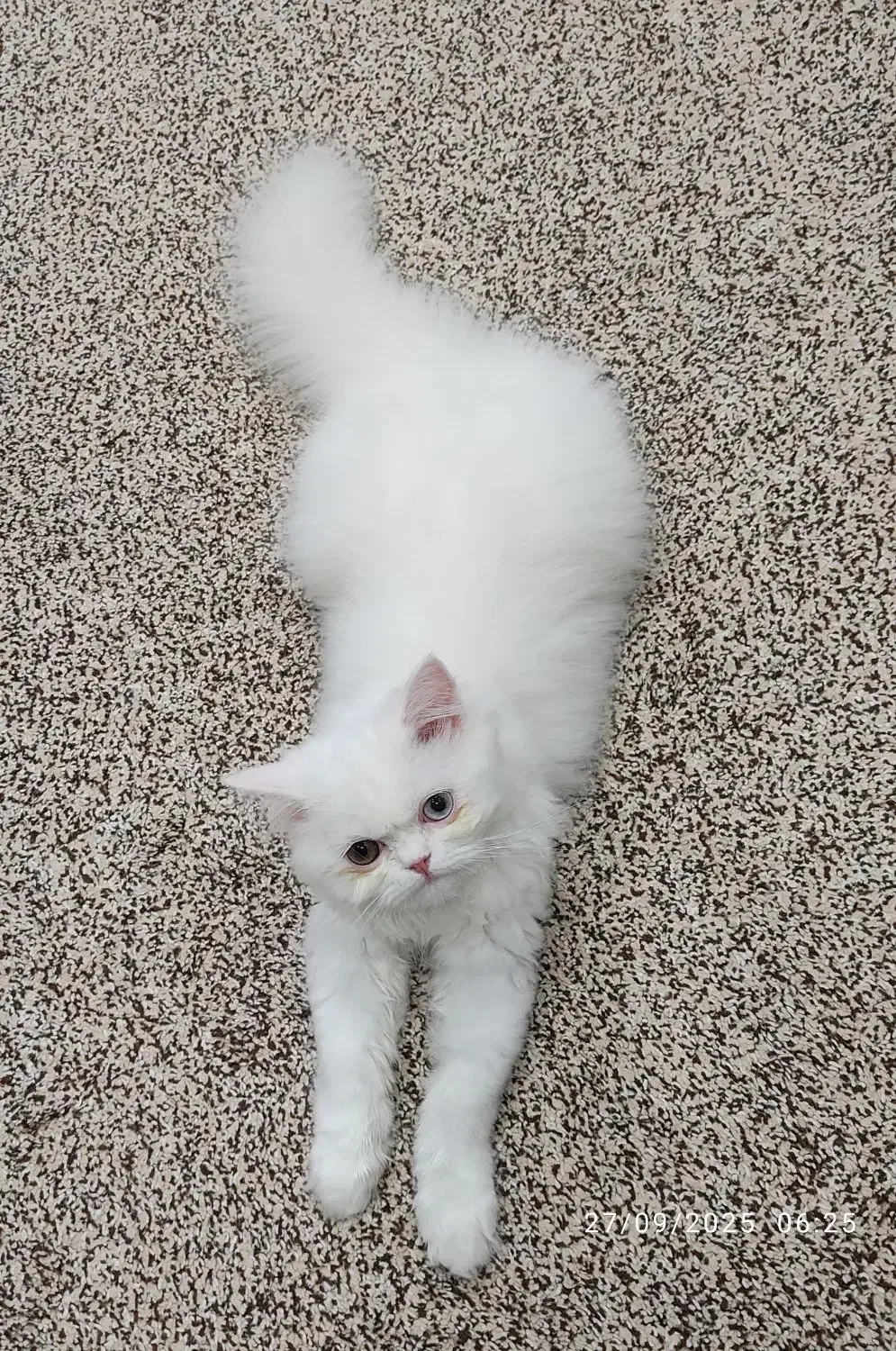 گربه|گربه|قم, حاج زینل|دیوار