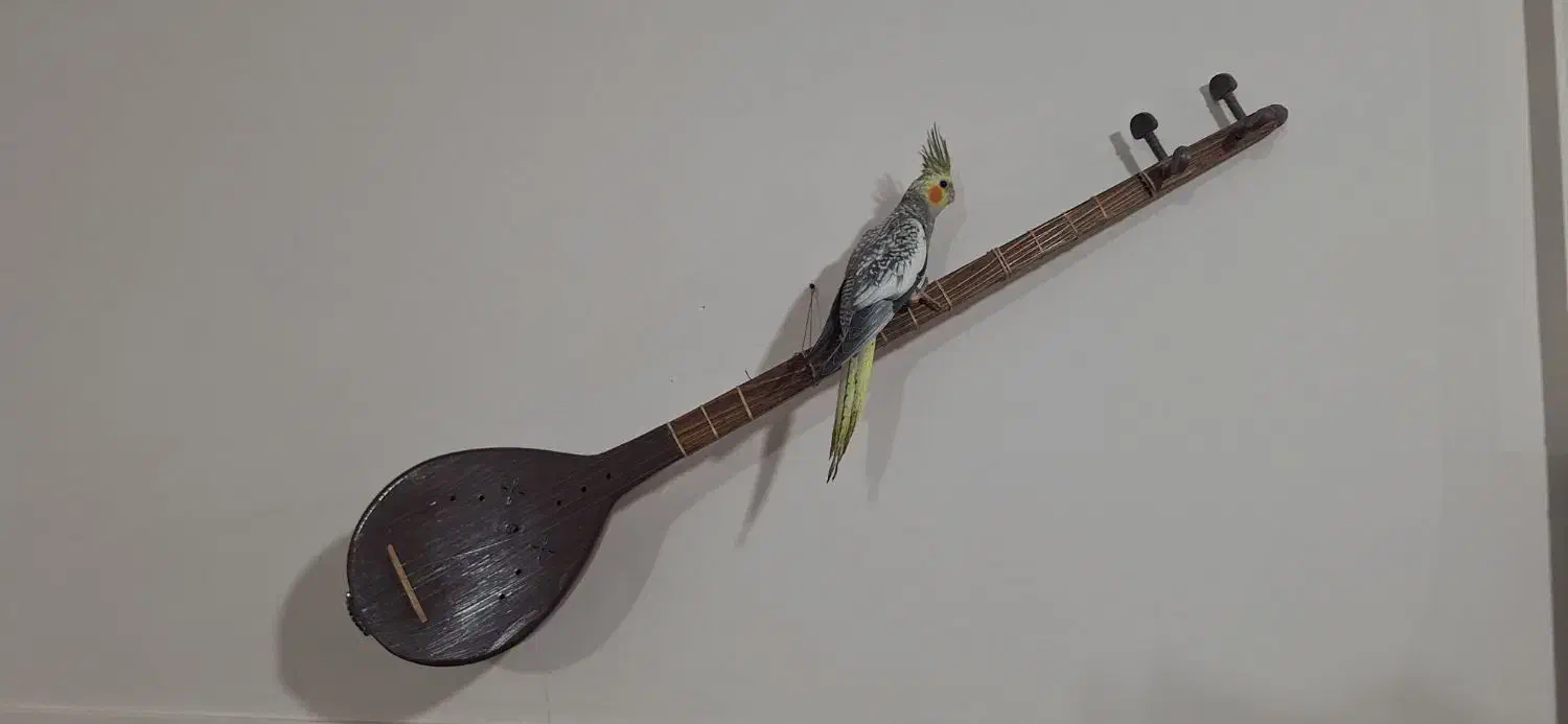 عروس هلندی زیبا|پرنده|دوگنبدان, |دیوار