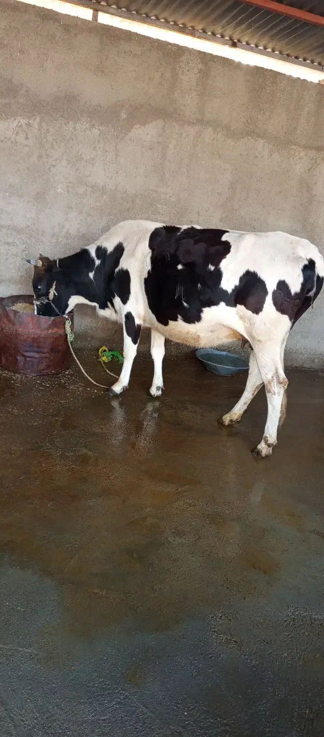 گاو|حیوانات مزرعه|دره شهر, |دیوار