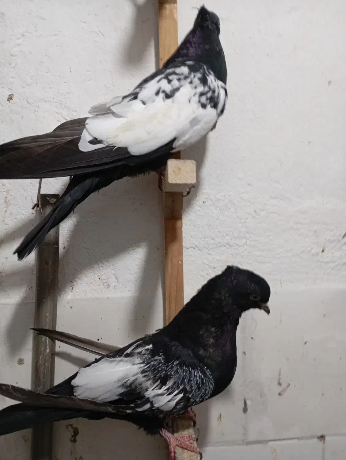 سه جفت جوجه سینه سیاه چهار پره و دو نره|پرنده|مرودشت, ابوذر شمالی|دیوار