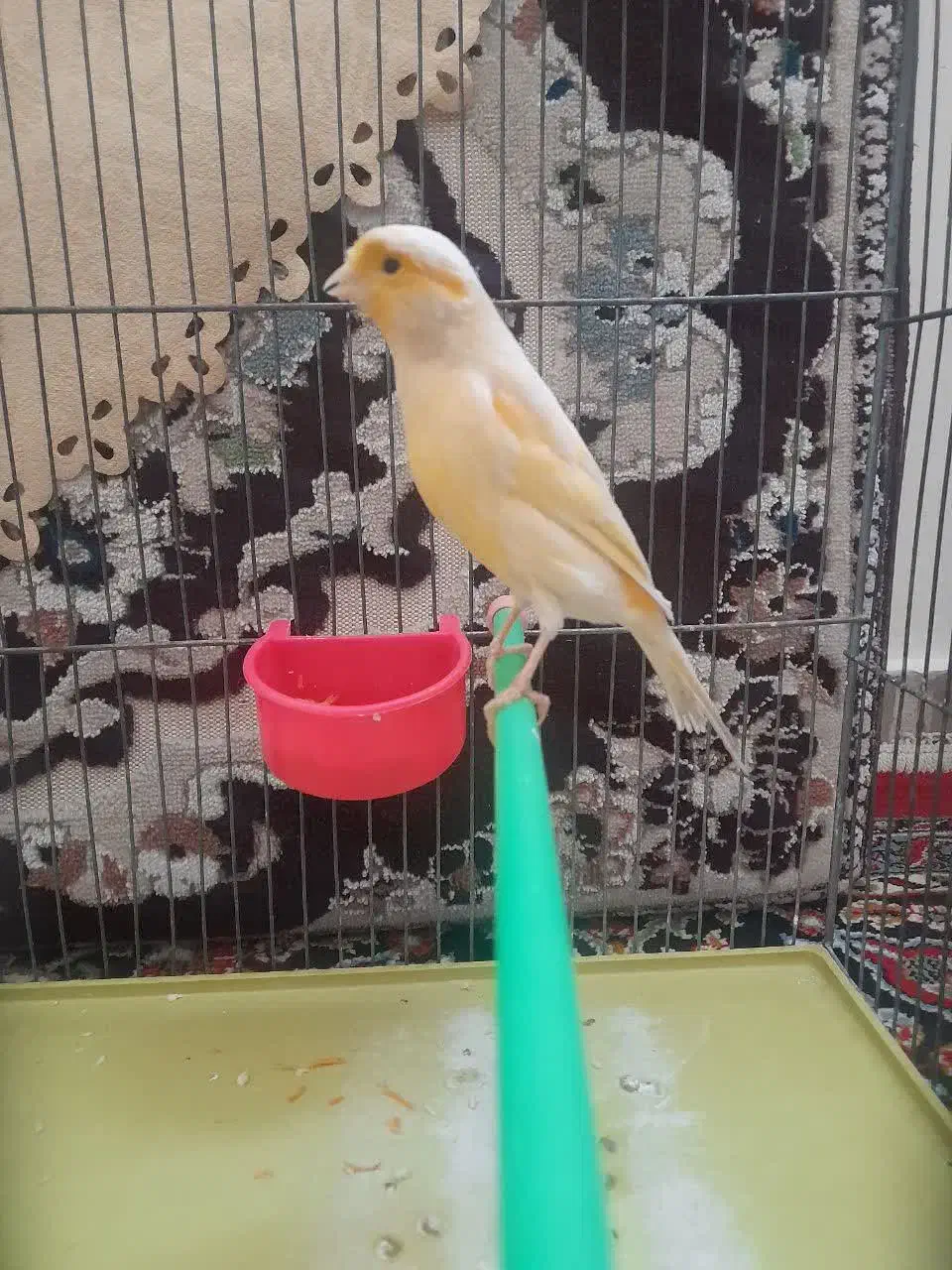 دو عدد قناری نر و ماده|پرنده|تهران, اوقاف|دیوار