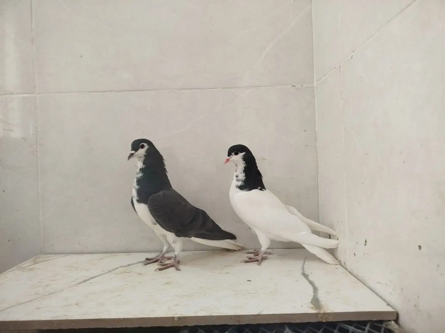 کبوتر|پرنده|اقلید, |دیوار