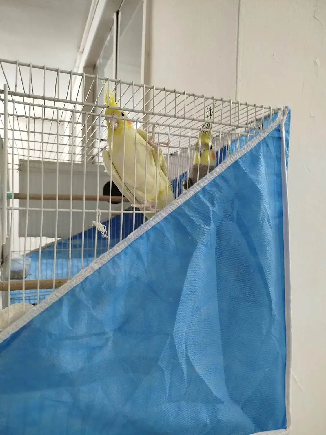 جفت عروسی هلندی مولد|پرنده|مشهد, خواجه ربیع|دیوار