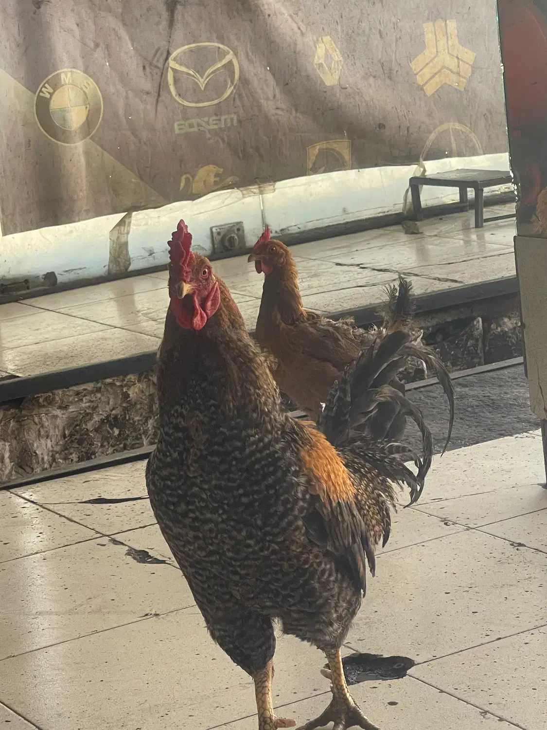 خروس|حیوانات مزرعه|اسلام‌شهر, شهرک سعیدیه|دیوار