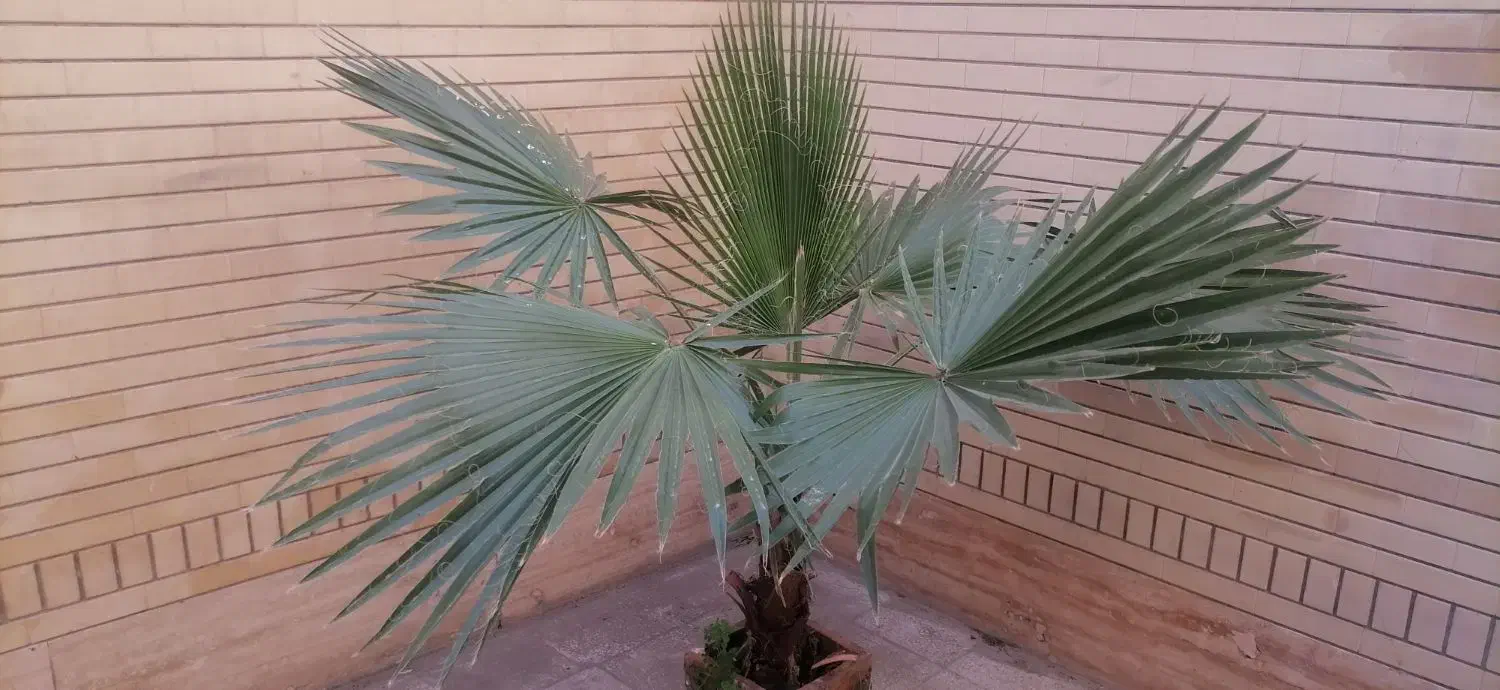 درخت نخل|گل و گیاه طبیعی|شیراز, انجیر|دیوار