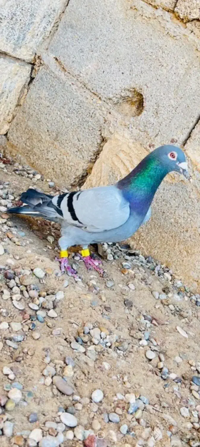 مسافتی|حیوانات|اهواز, اهواز|دیوار