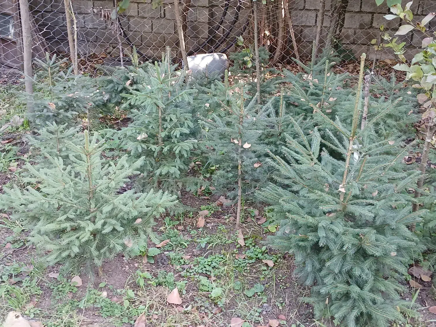 انواع کاج|گل و گیاه طبیعی|کلاردشت, |دیوار