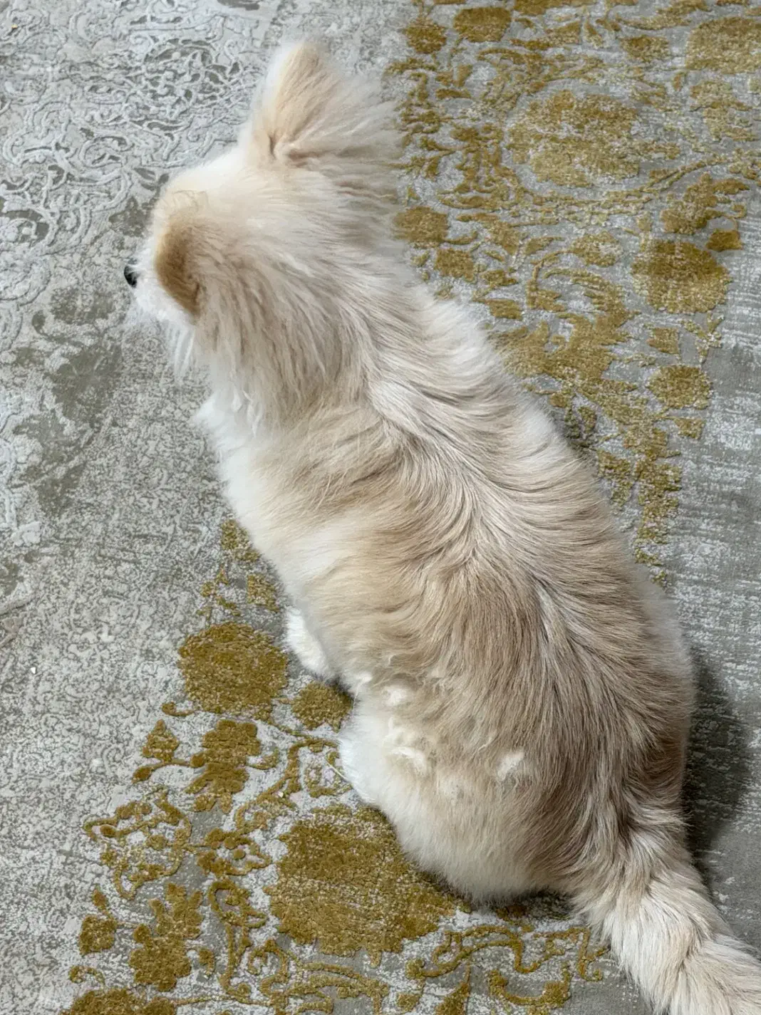 سگ نر|سگ|بندرعباس, |دیوار