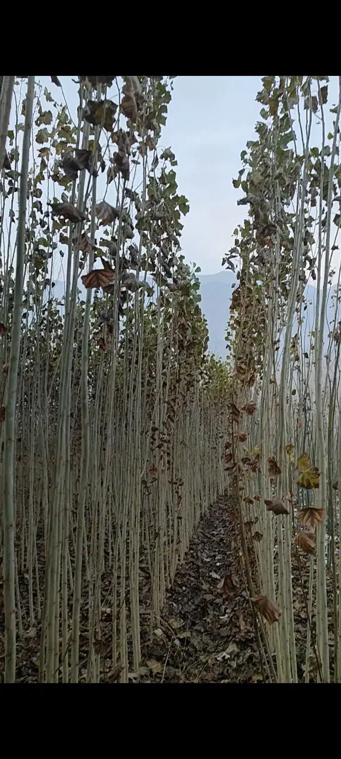 فروش نهال|خدمات باغبانی و درختکاری|حاجیلار, |دیوار