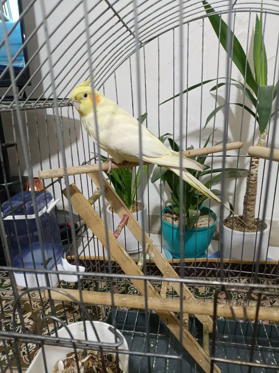 عروس هلندی|پرنده|فردیس, شهرک ۱۱۰|دیوار