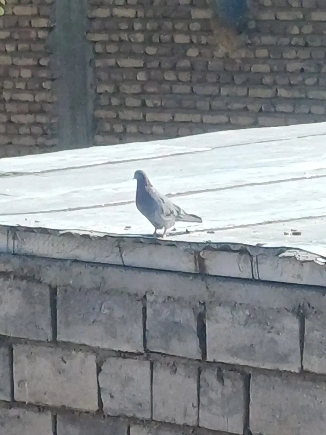 کفتر رفتنی|پرنده|ماکو, |دیوار