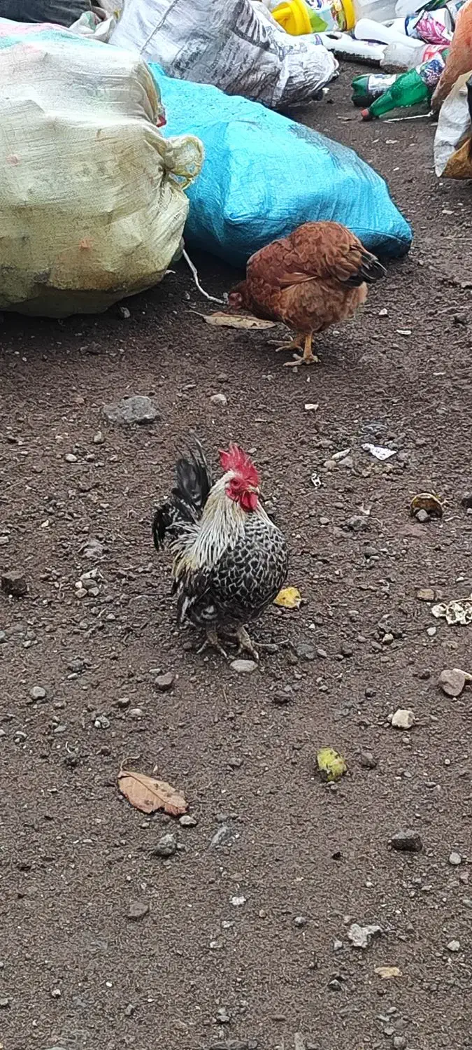 مرغ خروس زینتی|حیوانات مزرعه|مشگین شهر, |دیوار