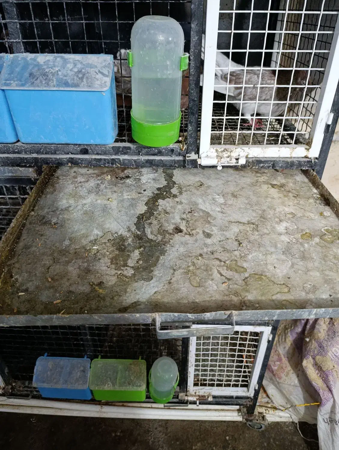 یک عدد جفتگاه 6تایی در حد نو|لوازم جانبی حیوانات|رشت, حومه رشت|دیوار