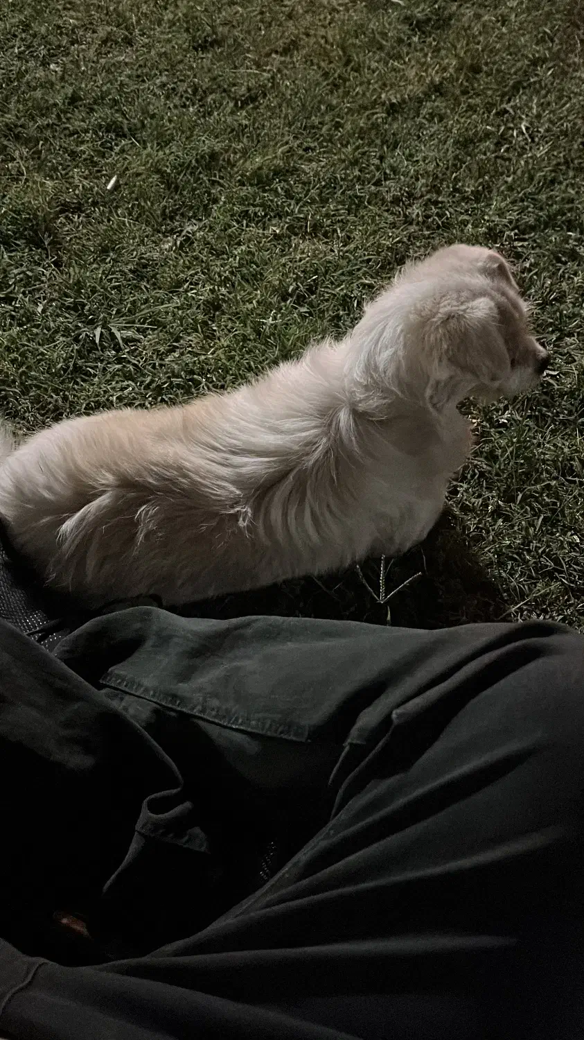 سگ اشپیتز|سگ|اصفهان, شهریار|دیوار