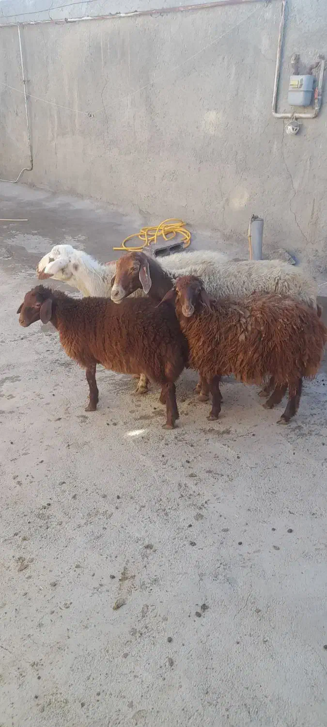 پز و برخ|حیوانات مزرعه|دهگلان, |دیوار