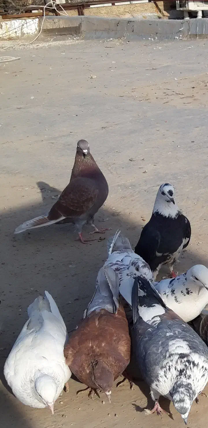 کبوترای اصیل تکی از ۲۰۰تا ۵۰۰|پرنده|هشتگرد, شهرک اداری|دیوار