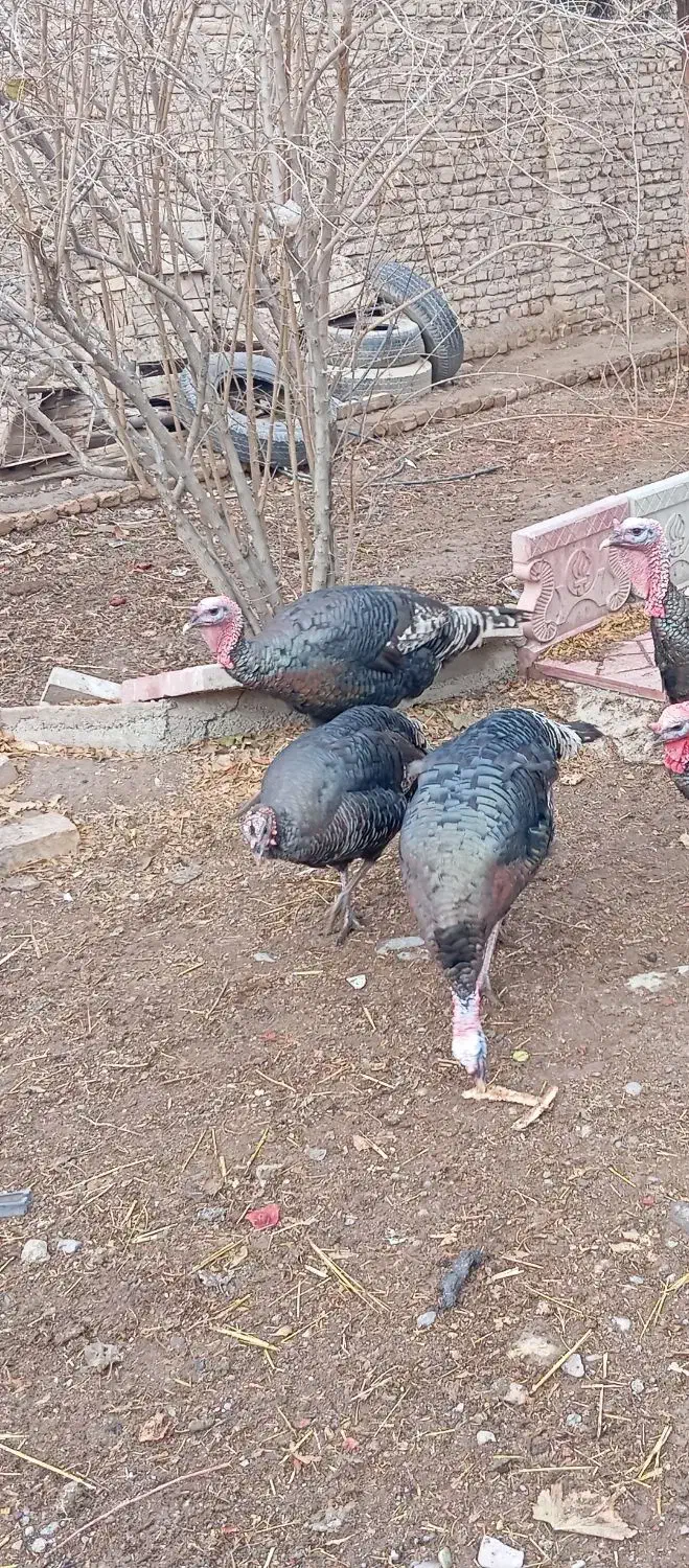 دوبقلمون نر ویک ماده|حیوانات مزرعه|جوادآباد, |دیوار