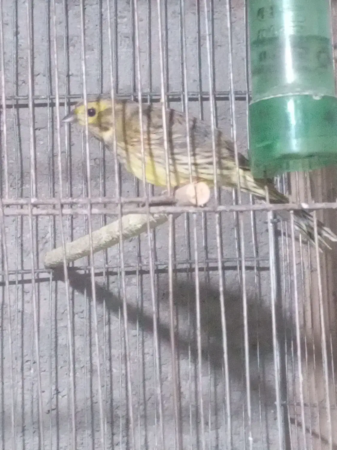 سهره گاوی جنگلی سبز و زرد|پرنده|تاکستان, |دیوار