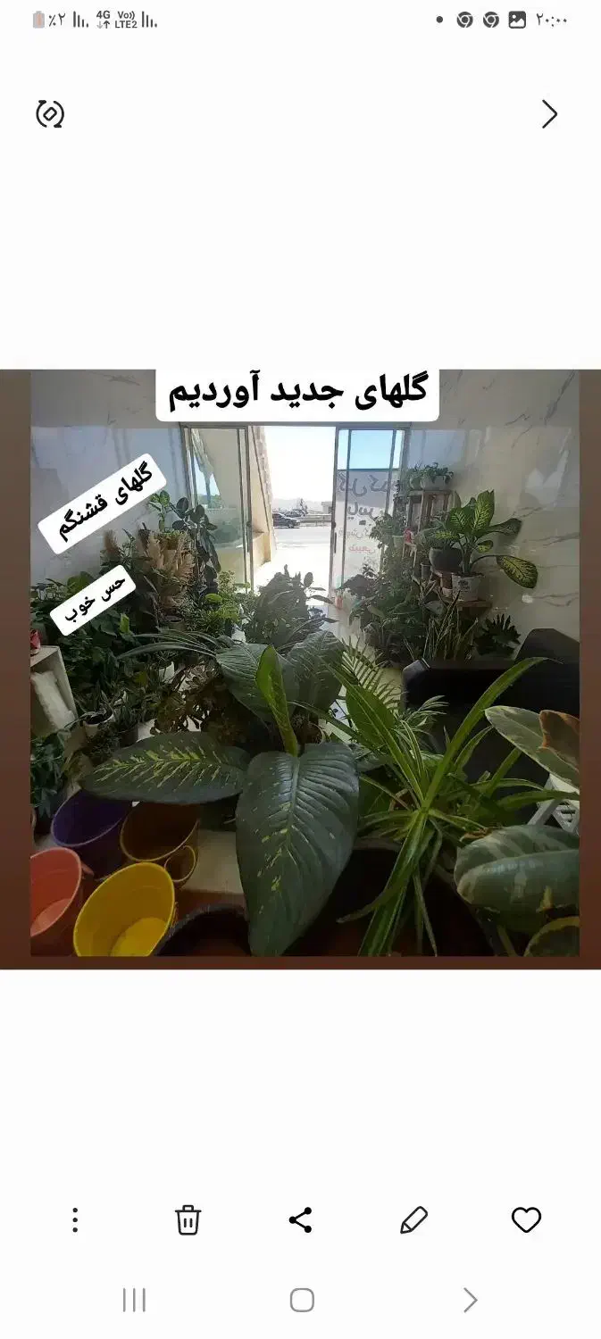 حراج گل طبیعی|گل و گیاه طبیعی|دماوند, گیلاوند|دیوار