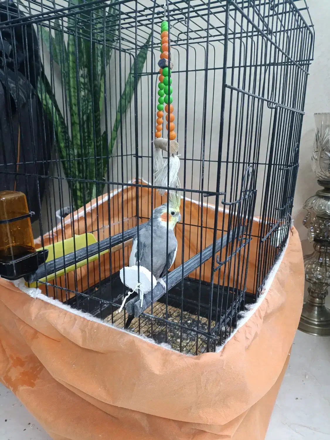 عروس هلندی نر سخنگو دستی|پرنده|ابریشم, |دیوار