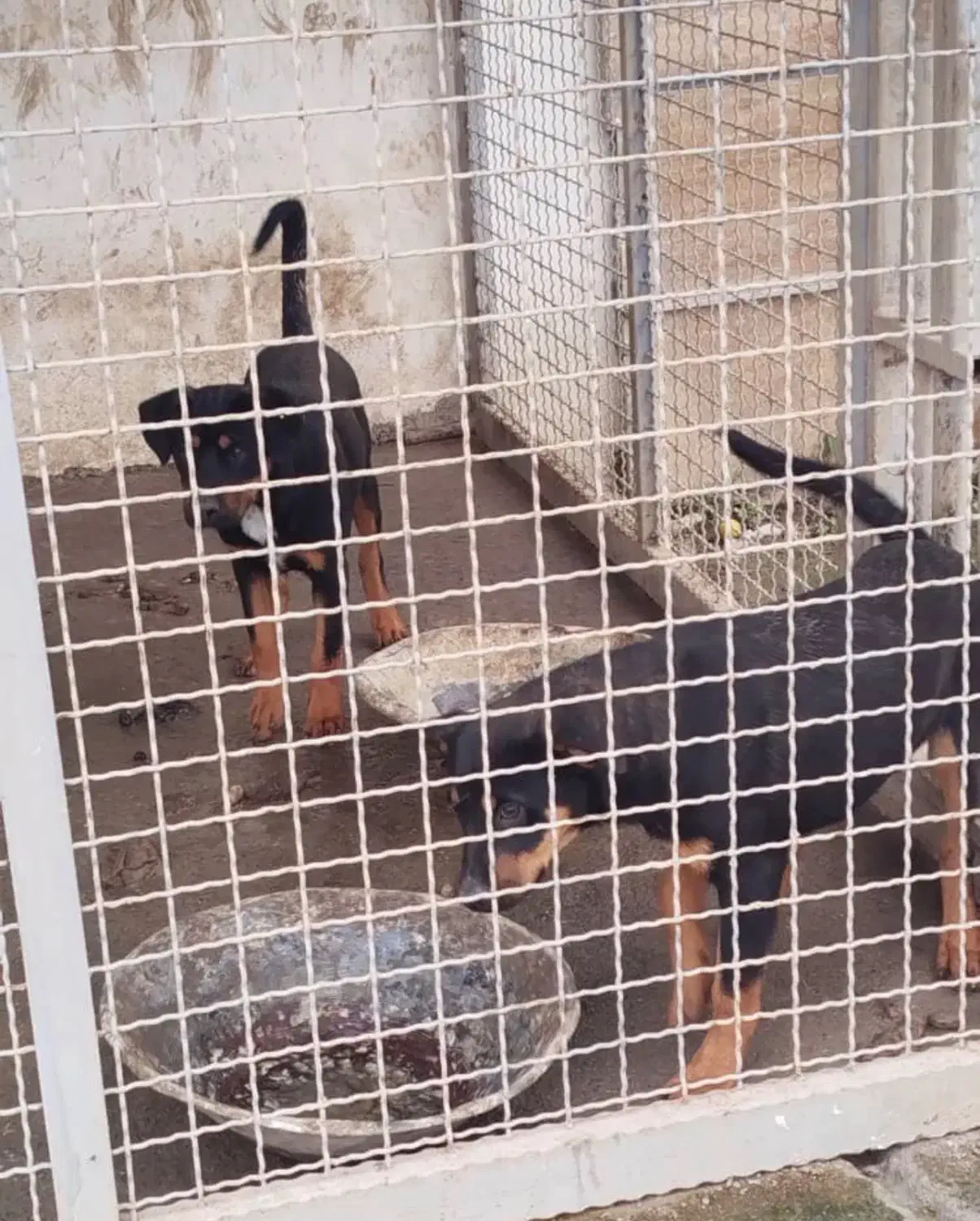 فروش توله داگو و روت وایلر نر و ماده|سگ|عباسآباد, |دیوار