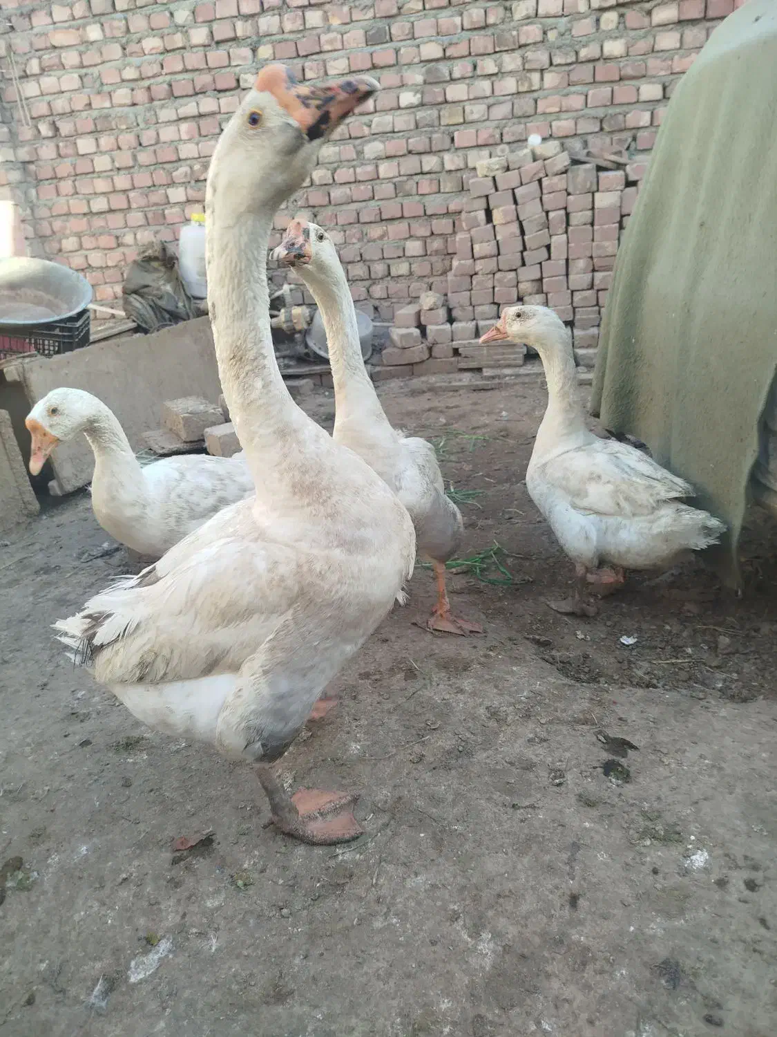 قوغاز|حیوانات مزرعه|زابل, |دیوار