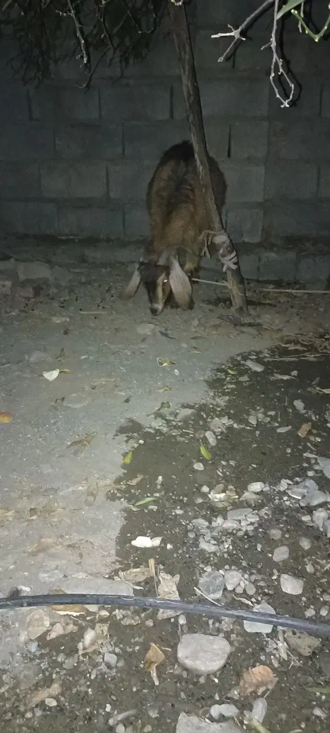 فروش فوری|حیوانات مزرعه|فاریاب, |دیوار