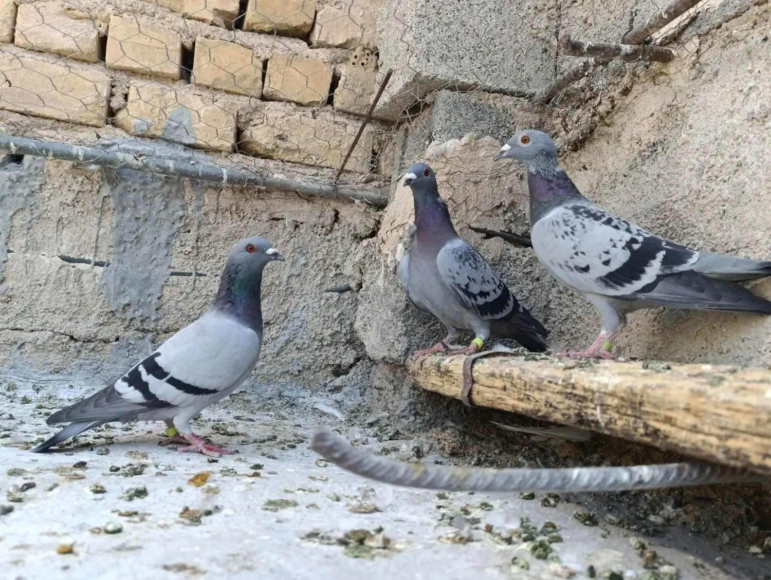 پلاکی|پرنده|شیراز, ارم|دیوار