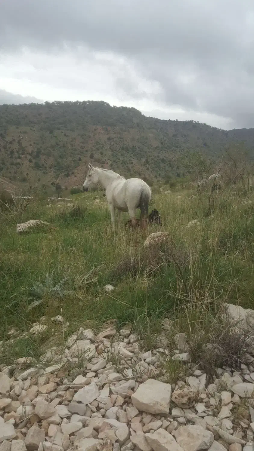 مادیون ترکی|اسب و تجهیزات اسب‌سواری|دهدشت, |دیوار