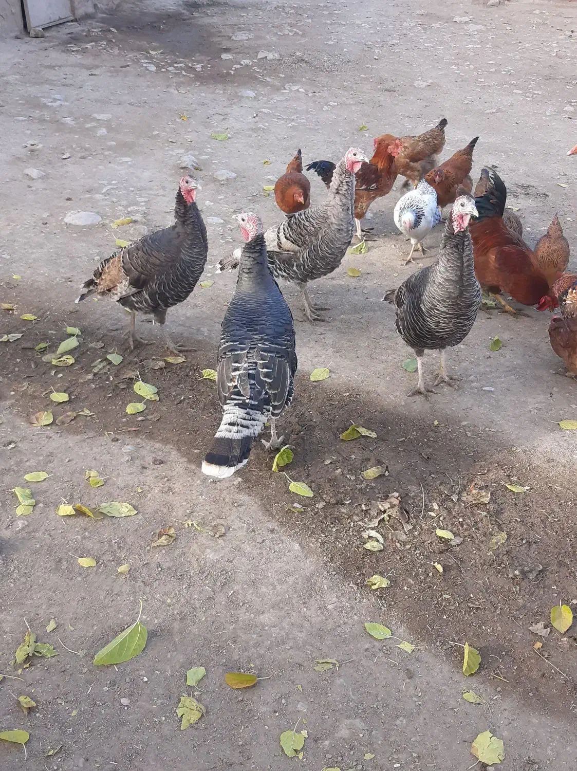 بوقلمون|حیوانات مزرعه|بیلوار, |دیوار