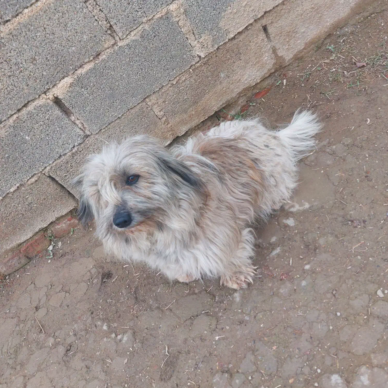 فروش سگ خانگی|سگ|شاهین دژ, |دیوار