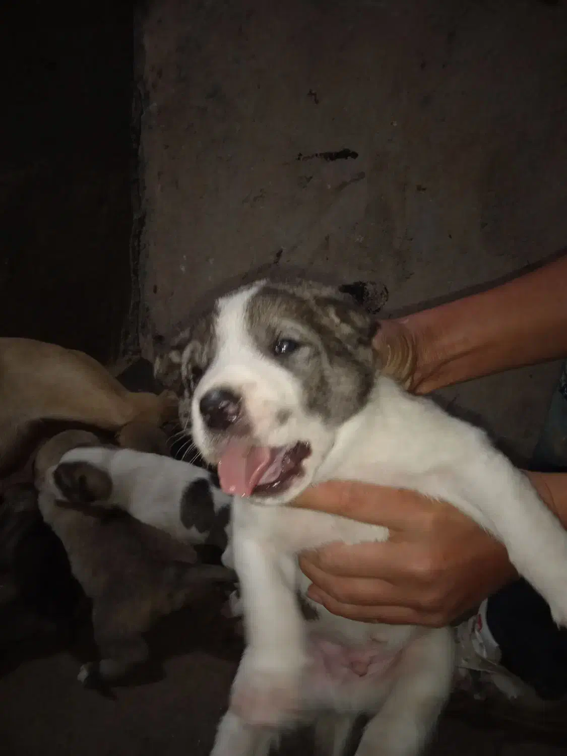 واگذاری ماده شکم طلا|سگ|هشترود, |دیوار