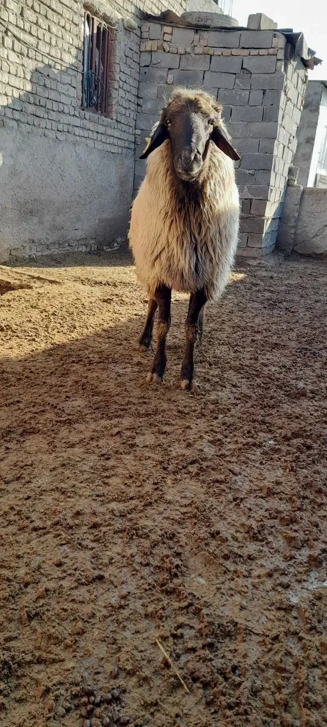گوسفند|حیوانات مزرعه|قوچان, |دیوار
