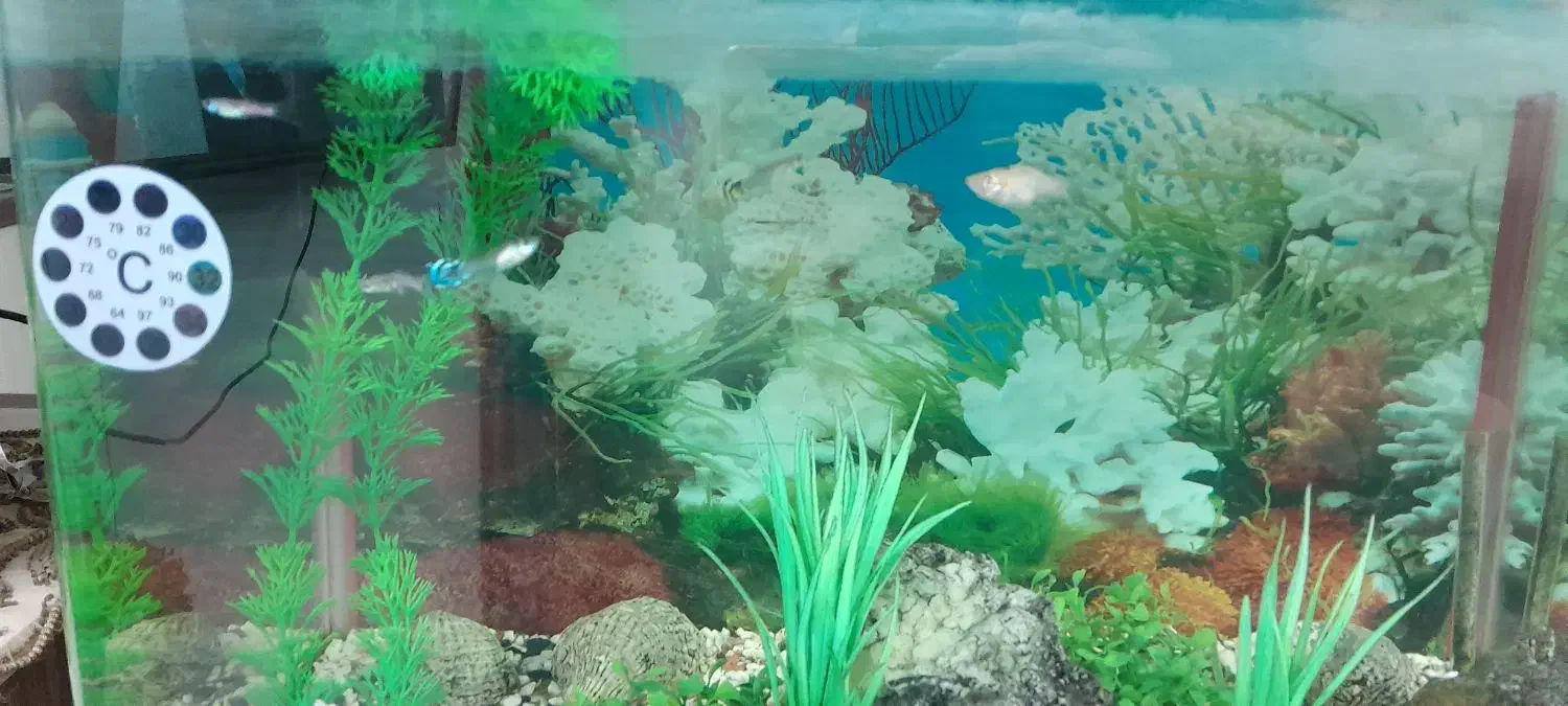 آکواریوم شیشه خم با کلی ماهی دوتا لج خوار|ماهی|شاهرود, |دیوار