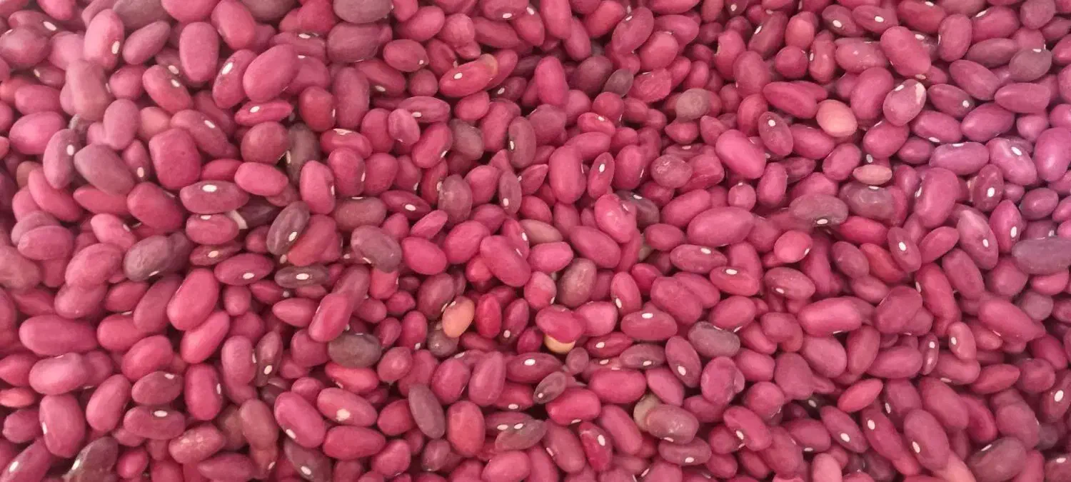 فروش لوبیا قرمز و چیتی.درجه یک|خوردنی و آشامیدنی|بزینه رود, |دیوار