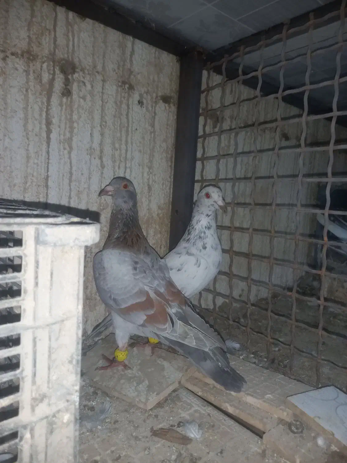 هفترنگ خطی|پرنده|محمدیه-قزوین, |دیوار