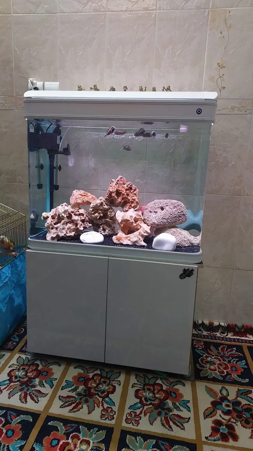 اکواریوم  k800|ماهی|خرم‌آباد, |دیوار