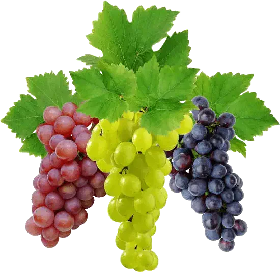 میوه فروشی.|استخدام بازاریابی و فروش|گنبد کاووس, |دیوار