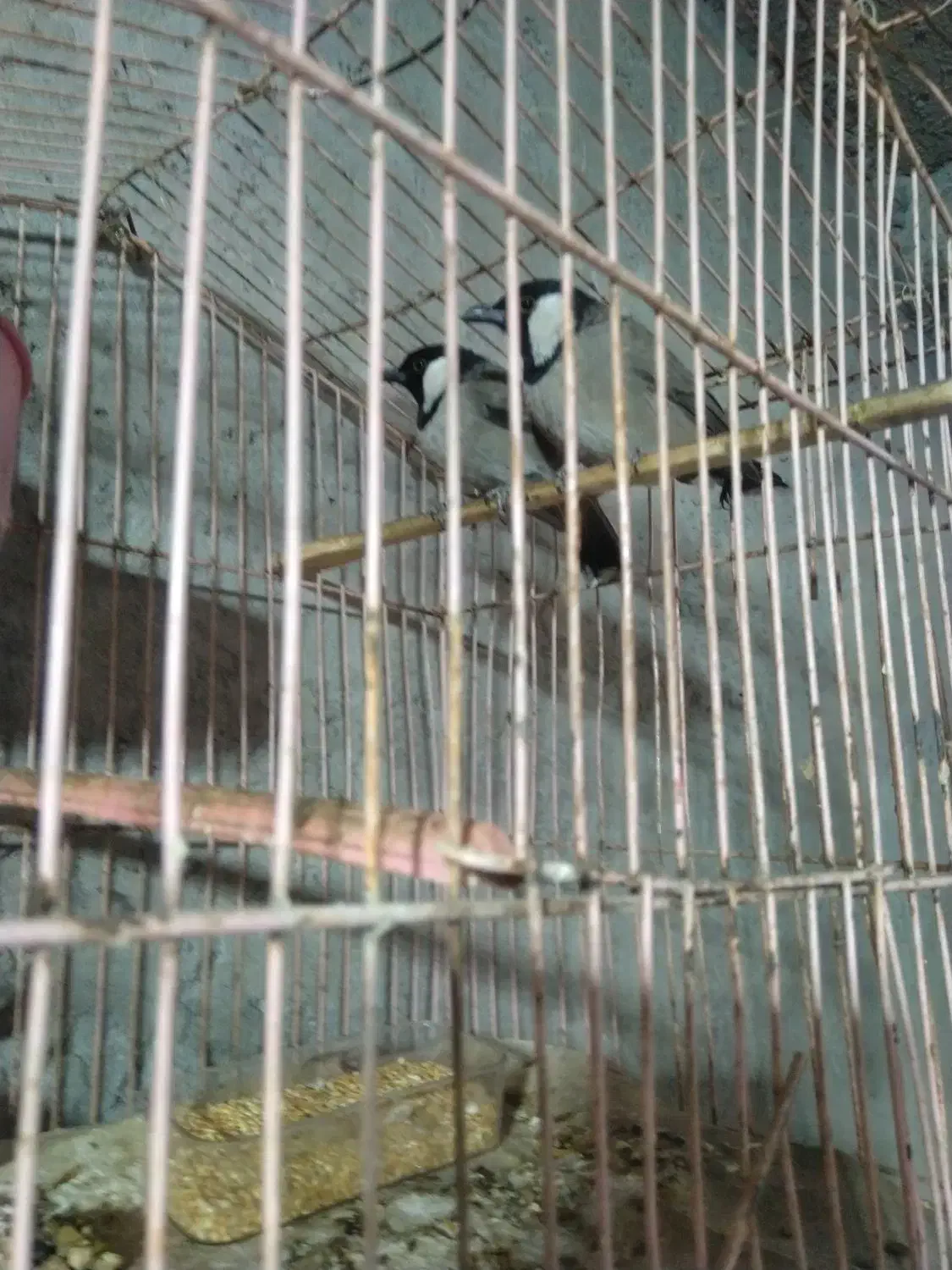 سهره قناری|پرنده|خاش, |دیوار