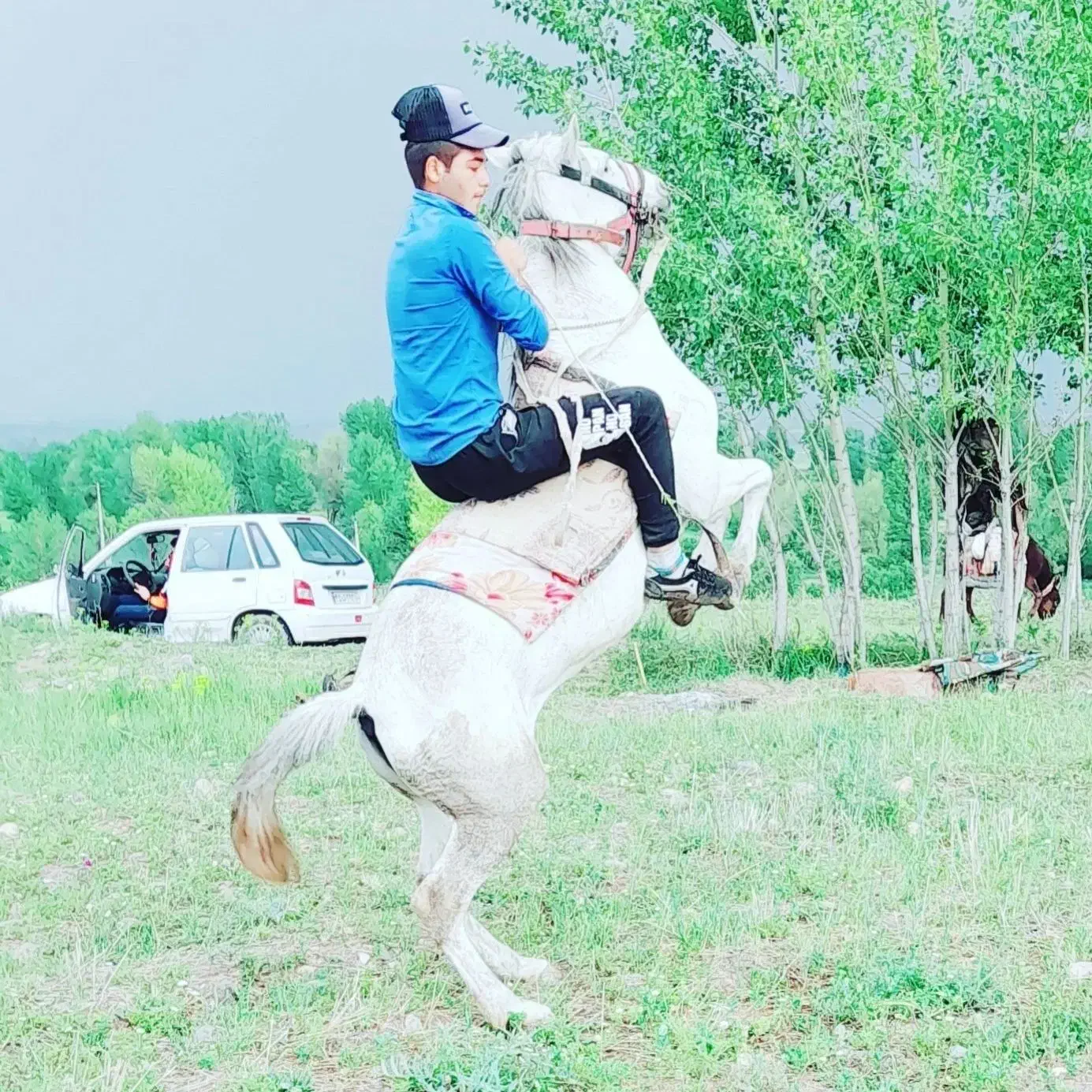 فروش اسب|اسب و تجهیزات اسب‌سواری|اردبیل, |دیوار