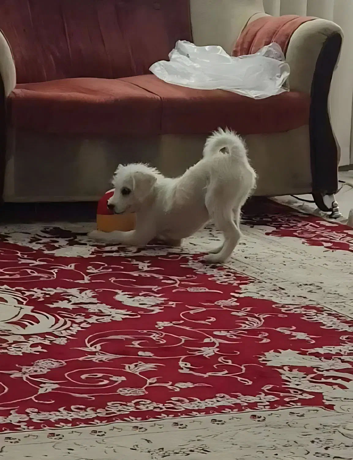 برفی خانوم|سگ|قم, شهرک مهدیه (مدرس)|دیوار