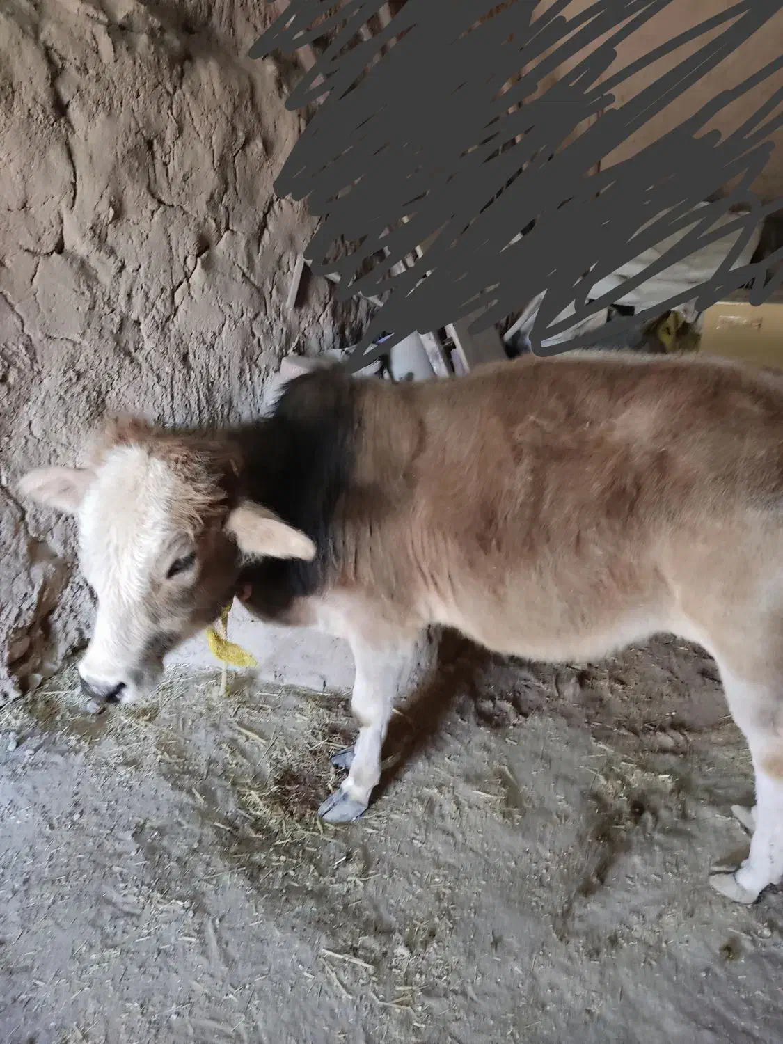 گوساله|حیوانات مزرعه|چهاردولی, |دیوار