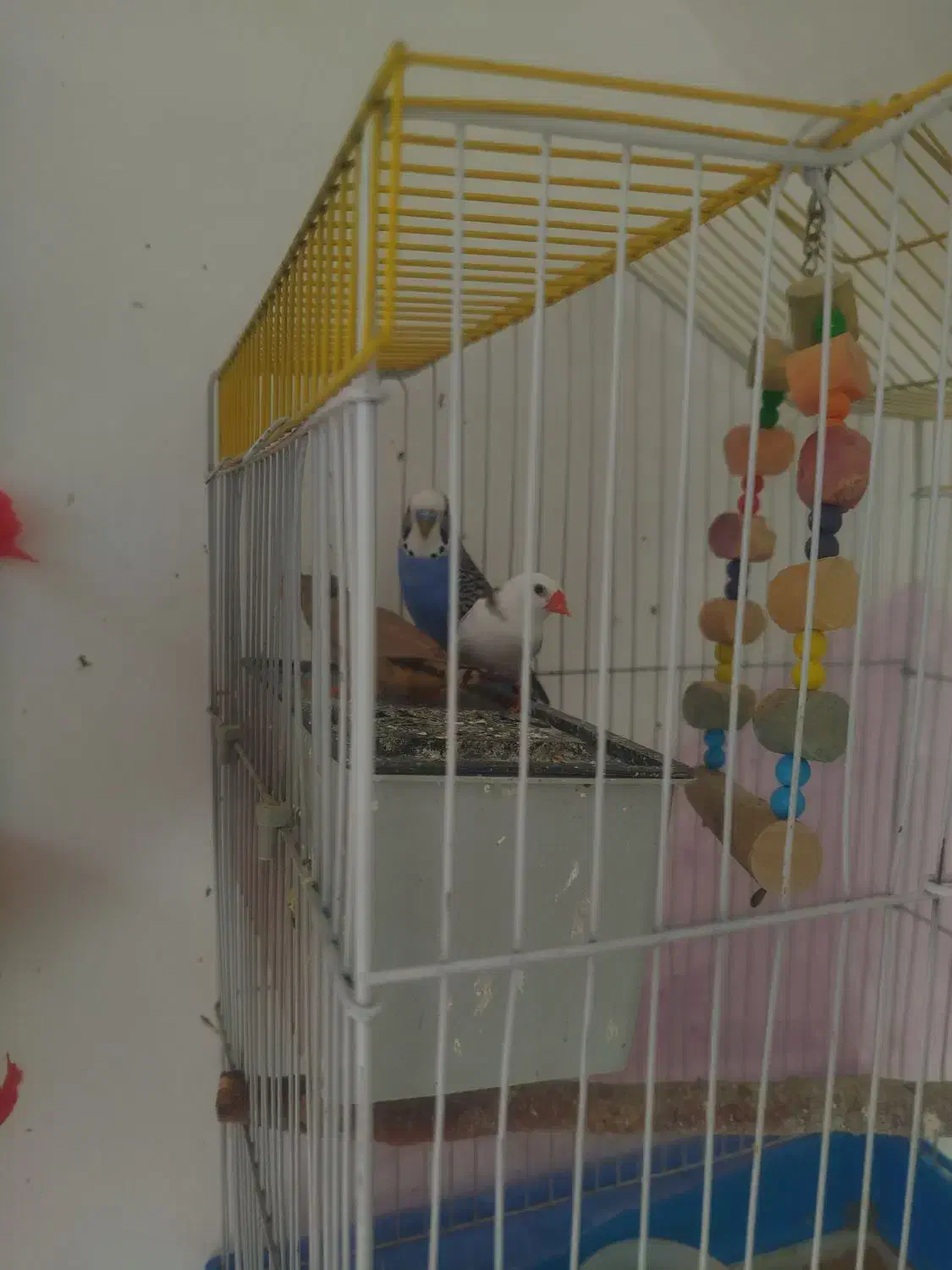 مرغ عشق و فنج|پرنده|قزوین, |دیوار