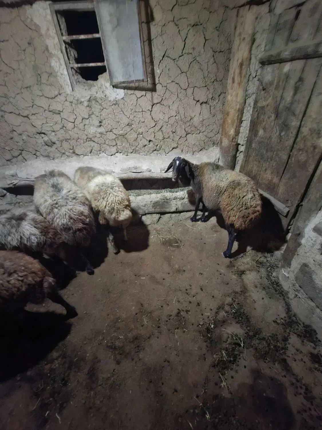 گوسفند ماده|حیوانات مزرعه|ماهنشان, |دیوار