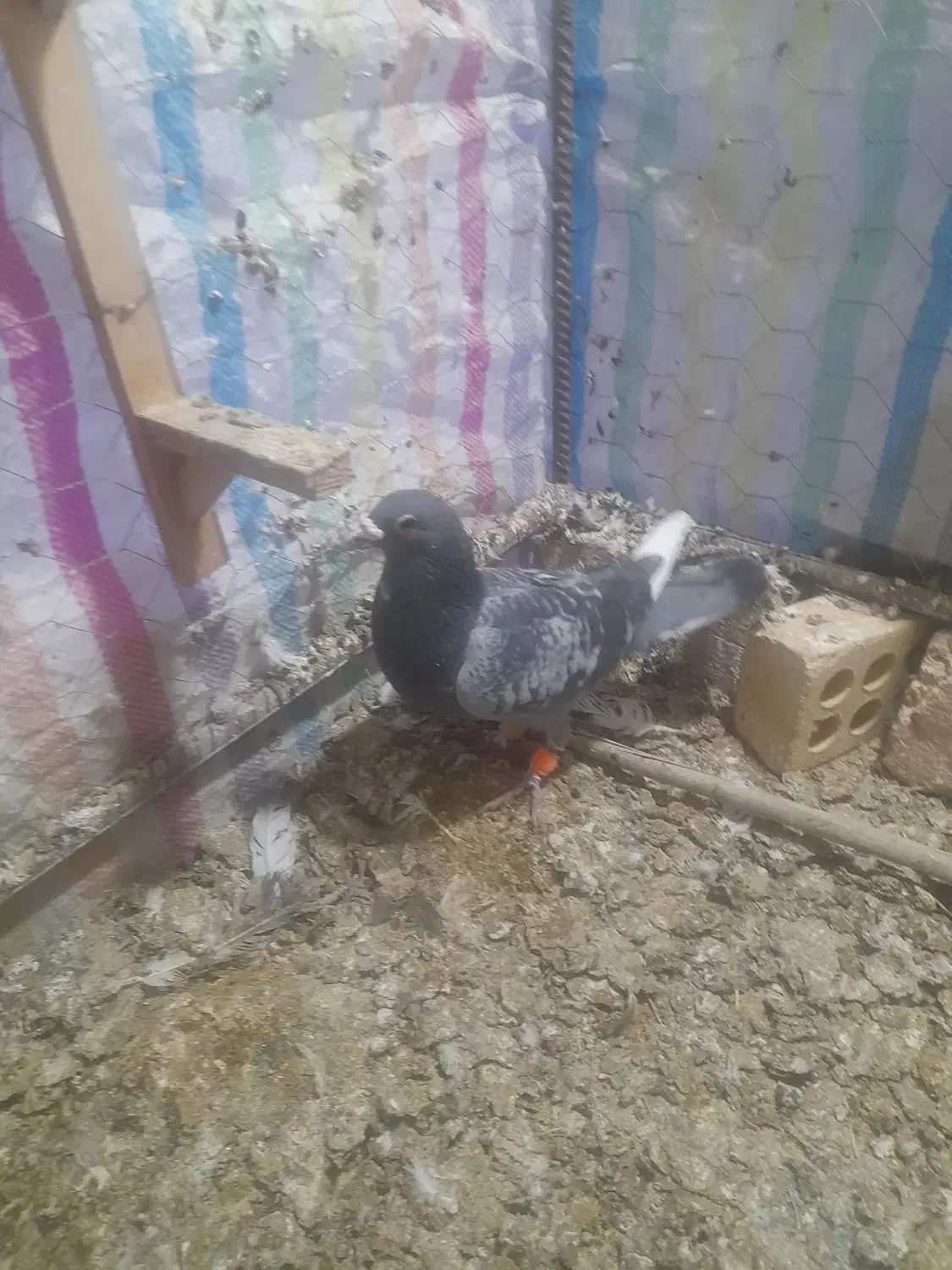 سبز نر صید|پرنده|بجنورد, |دیوار