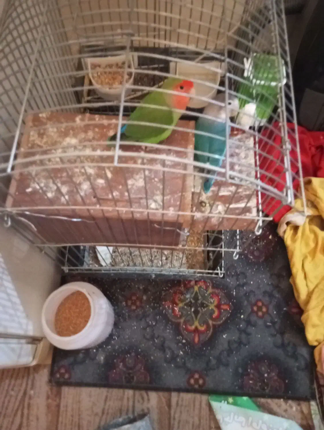 طوطی برزیلی|پرنده|پیشوا, |دیوار