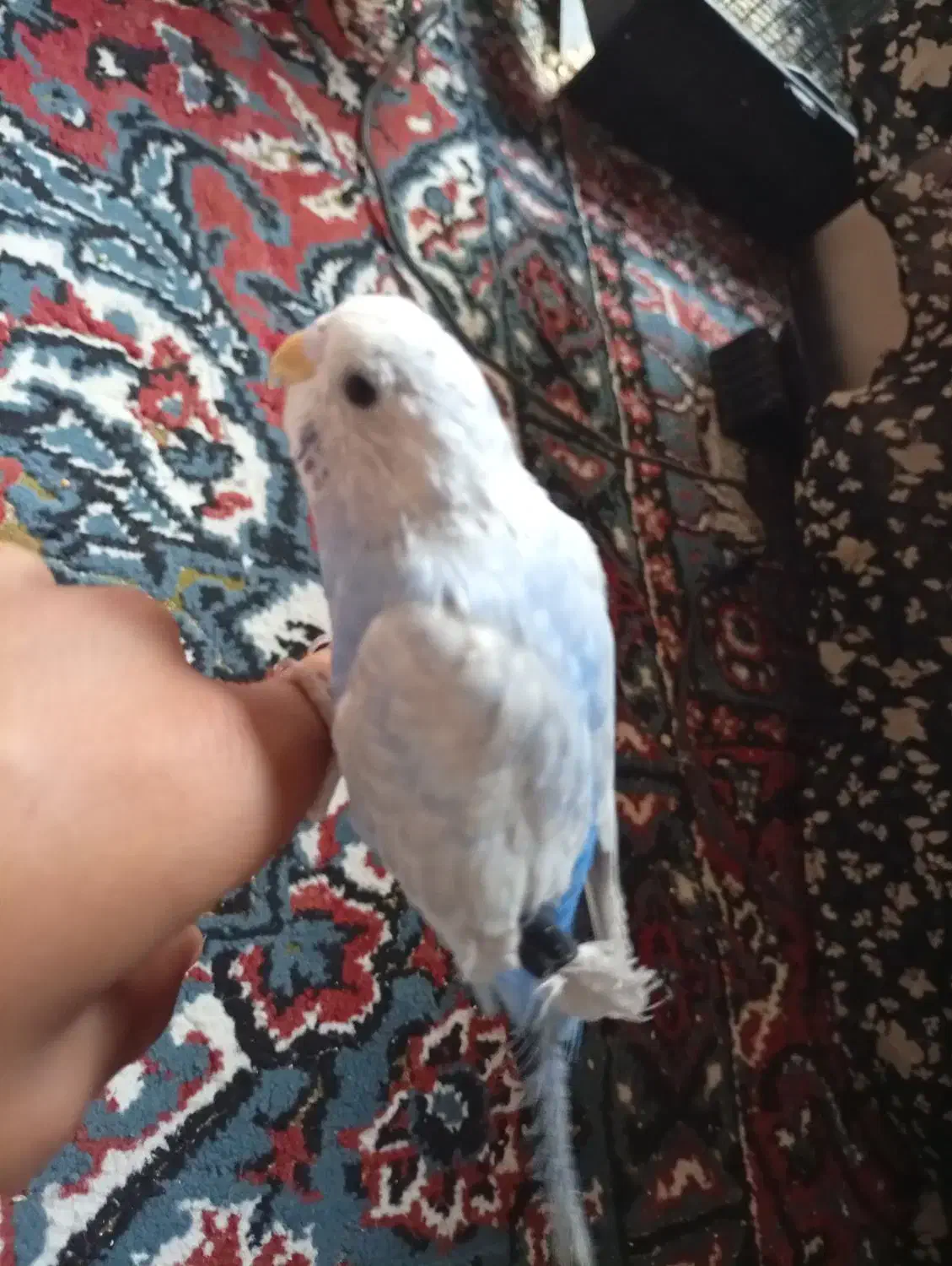 مرغ عشق دسی|پرنده|داراب, |دیوار