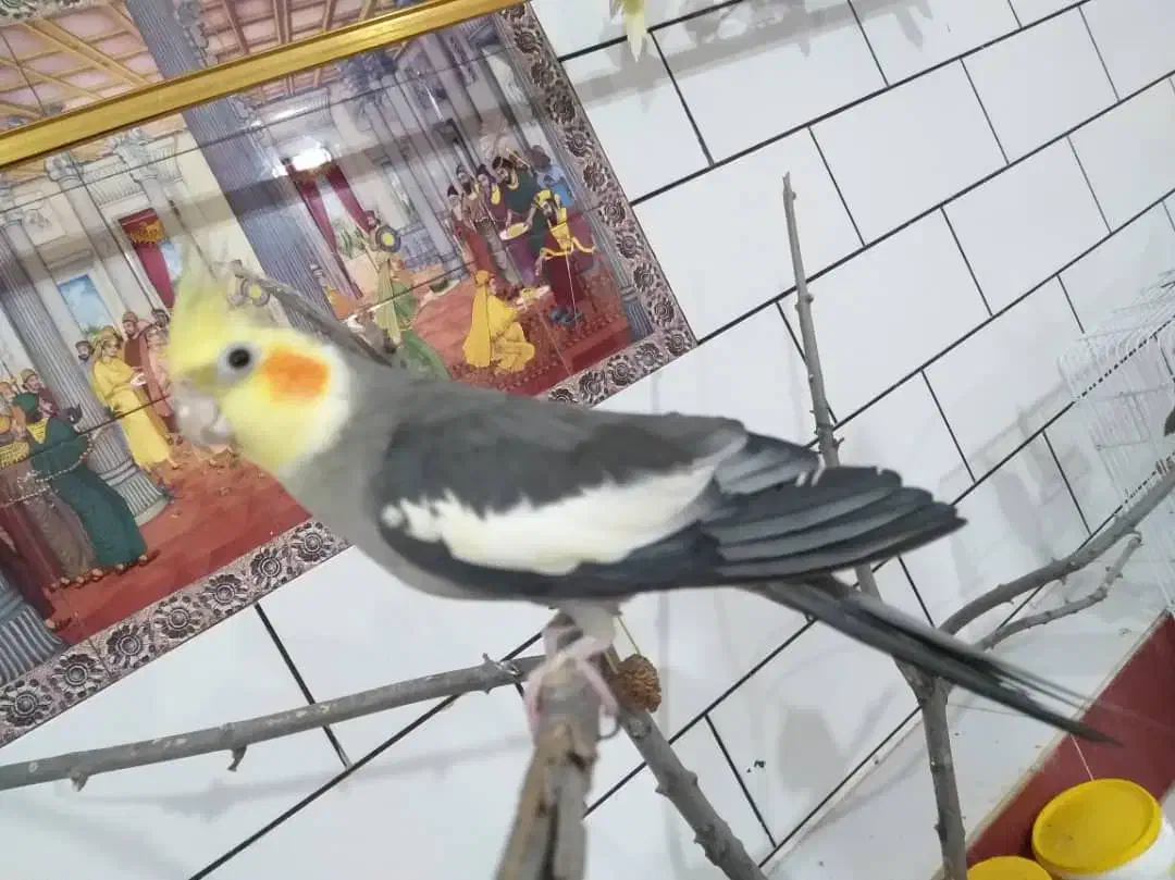 طوطی|پرنده|ایذه, |دیوار